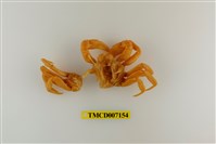 藏品(拉氏清溪蟹)的圖片